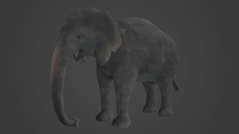 Asian Elephant