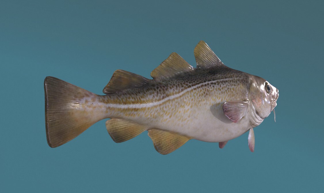 ArtStation - Cod Fish | Game Assets