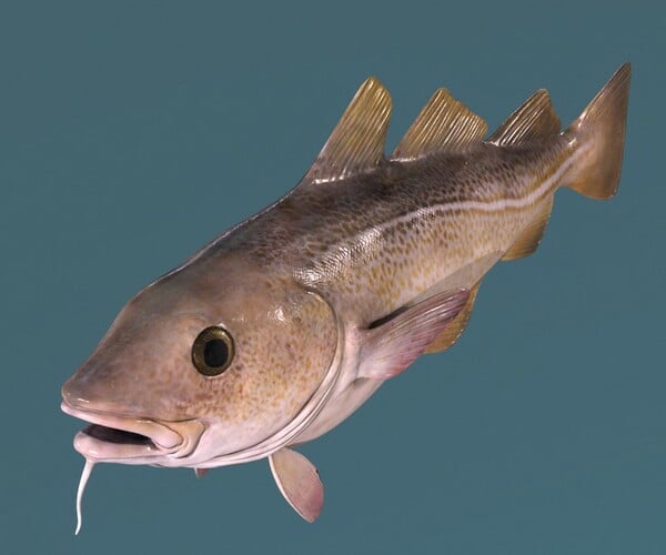 ArtStation - Cod Fish | Game Assets