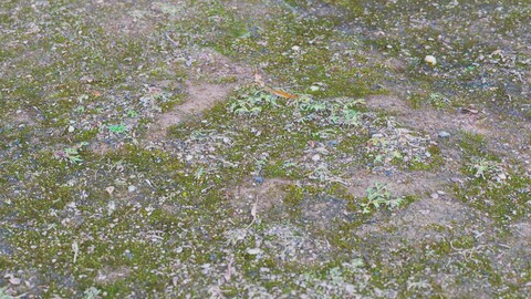 Forest Ground 48 PBR Material