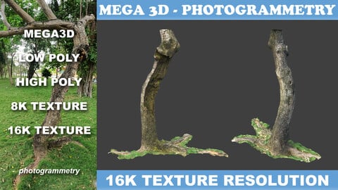 Low poly - High poly Trunk 06 - Photogrammetry