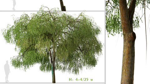 Set of Australian Willow Tree ( Geijera parviflora ) (2 Trees) ( 3Ds MAX - Blender - Unreal Engine - Cinema4D - FBX - OBJ )