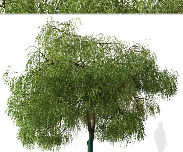 ArtStation - Set of Australian Willow Tree ( Geijera parviflora ) (2 ...