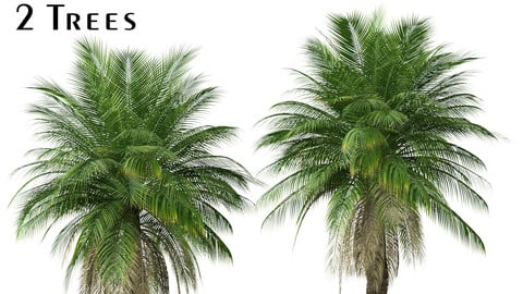 Set of Phoenix rupicola Tree (Cliff date palm) (2 Trees) ( 3Ds MAX - Blender - Unreal Engine - Cinema4D - FBX - OBJ )