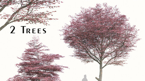 Set of Nyssa Sinensis Tree (Chinese Tupelo) ( 2 Trees ) ( 3Ds MAX - Blender - Cinema4D - FBX - OBJ )