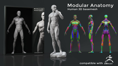 Modular Anatomy