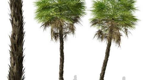 Set of Everglades palm Tree ( Acoelorrhaphe ) (2 Trees) ( 3Ds MAX - Blender - Unreal Engine - Cinema4D - FBX - OBJ )