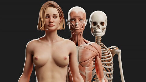 Female Ecorche - Skin Musculature Skeleton