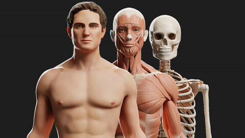 Male Ecorche - Skin Musculature Skeleton