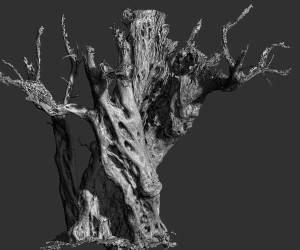 ArtStation - Ancient Cracked Olive Tree #3 RAW 3D Scan 1x16k Texture ...