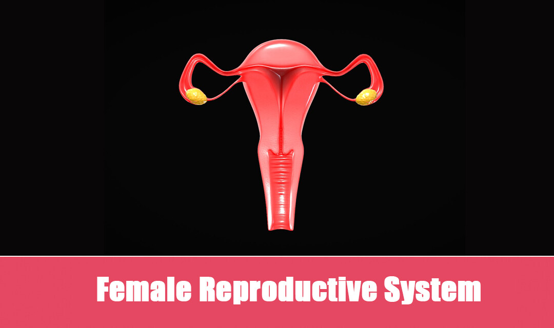 ArtStation - Female Reproductive System | Resources