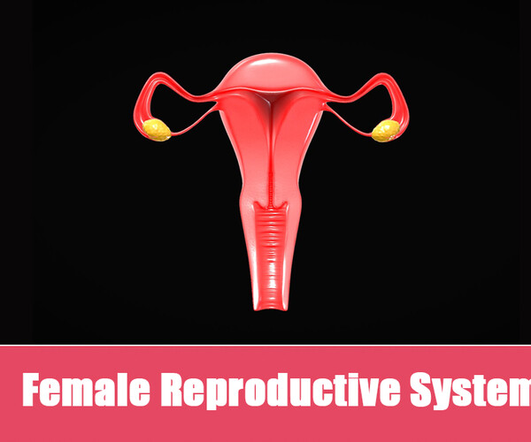 ArtStation - Female Reproductive System | Resources