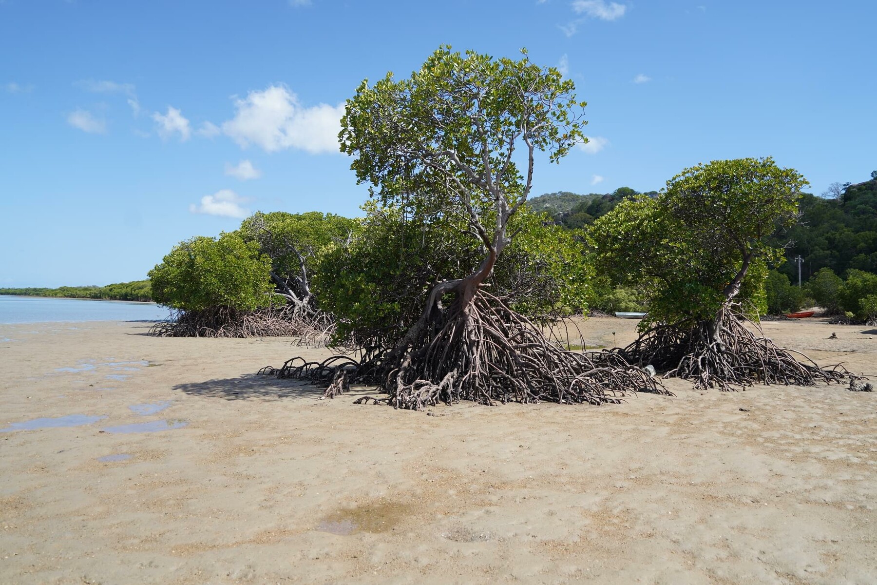 ArtStation - 126 photos of Island Coast Mangrove Forest | Resources