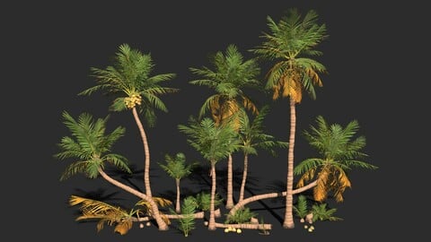 Modular Coconut Palm Trees - Cocos Nucifera