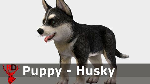 Puppy - Husky