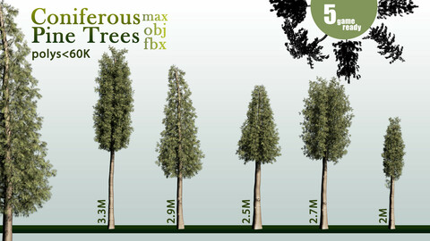 5 Coniferous Pine Trees -A