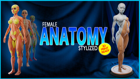 Stylized Female Anatomy