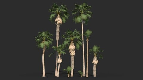 Modular Mexican Fan Palm Tree – Washingtonia Robusta