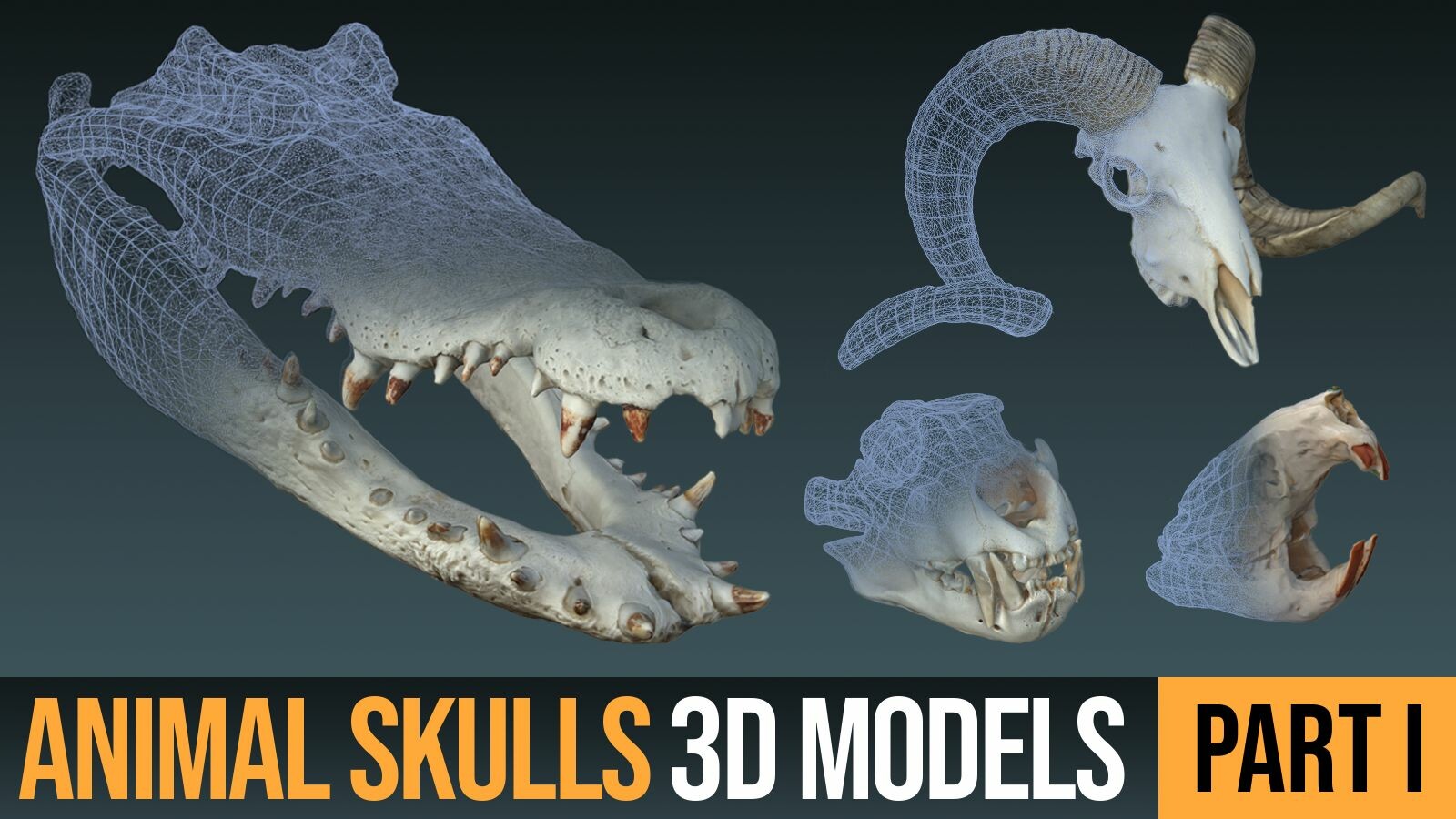 ArtStation - Animal Skulls 3D Models (OBJ) | Resources