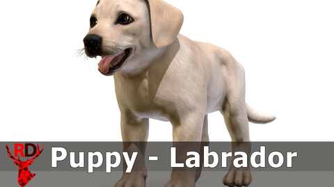 Puppy - Labrador