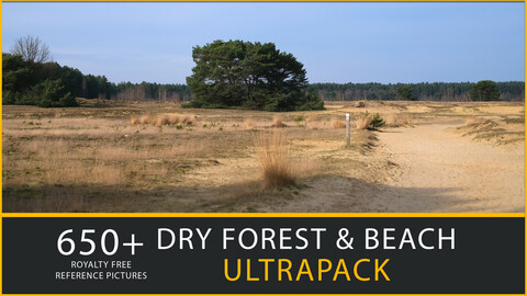 650+ Dry Forest & Beach Reference Pictures Ultrapack - Pine trees, Tree trunks, Lake, Sand Pit
