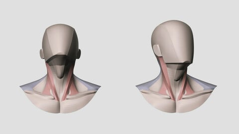 Main Shapes & Muscles of the Neck