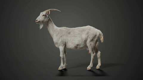 Goat 01 Animated | VFX Grace