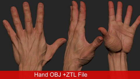 Hand Male ZTL