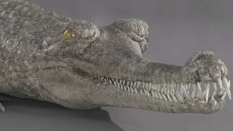 Gharial Crocodile 3D model textured