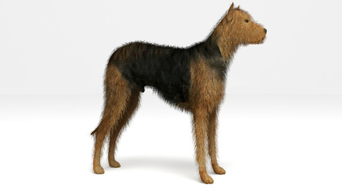 Street Dog
