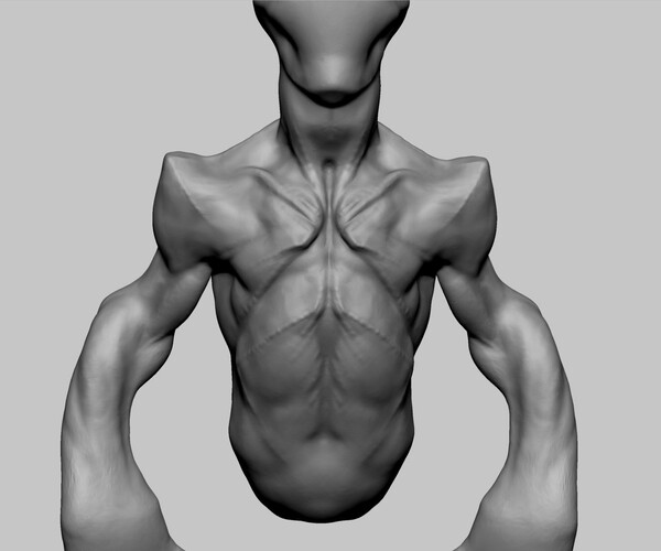 ArtStation - Creature Torso | Resources