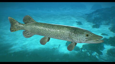 Pike Fish