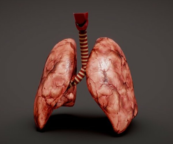 ArtStation - Human Lungs | Game Assets