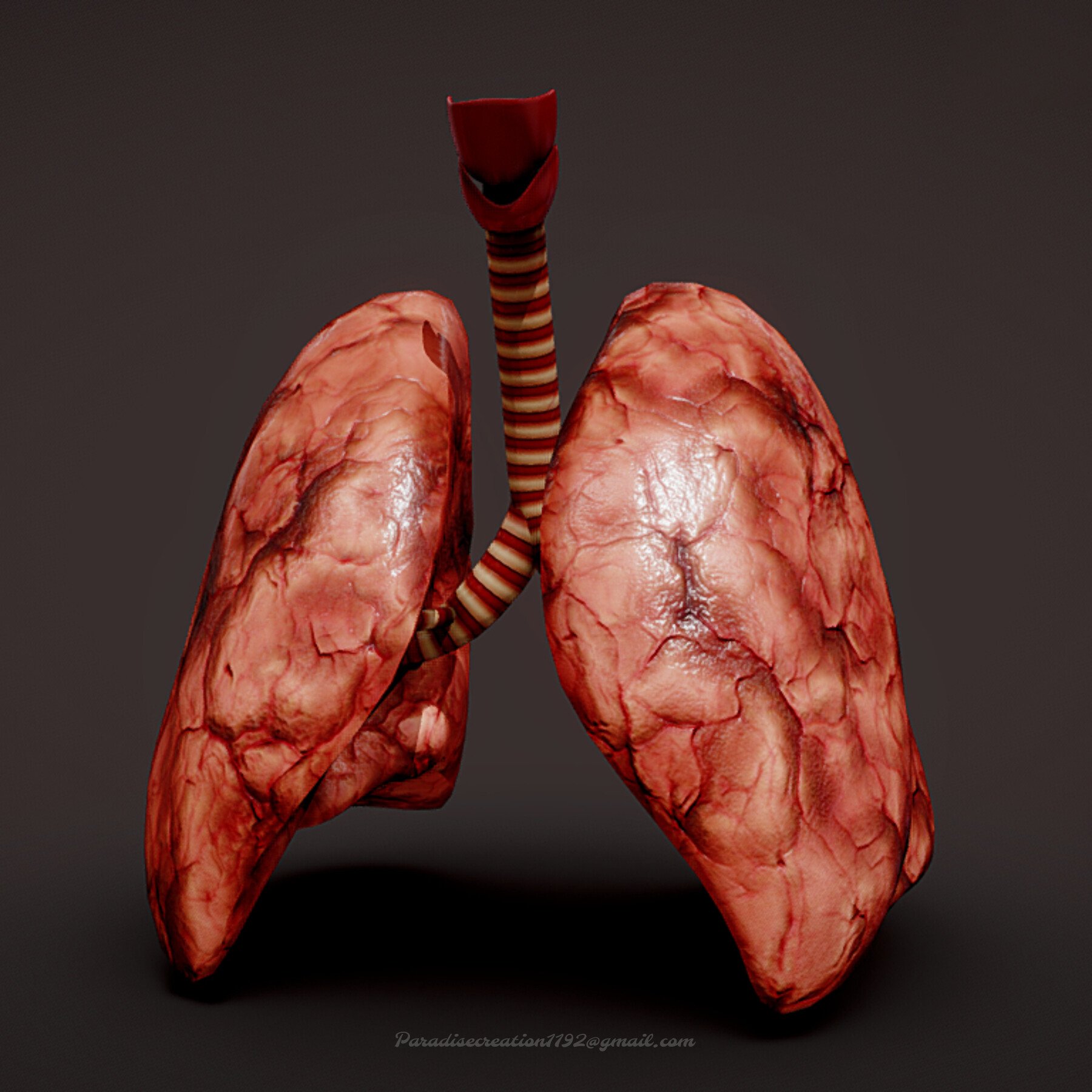 ArtStation - Human Lungs | Game Assets
