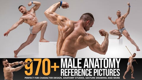 970+ Male Anatomy Reference Pictures
