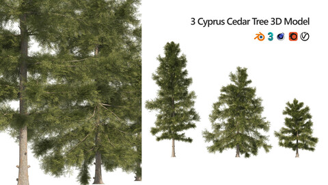 3 Cyprus Cedar Trees