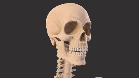 Human Skeleton Bones with Anatomy