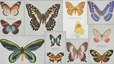 Butterflies: old book illustrations reference photos
