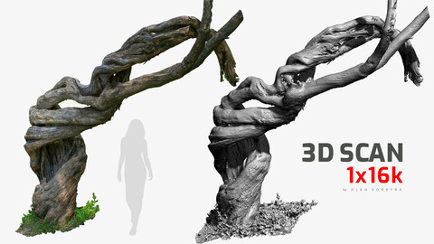 Spiral Cracked Tree Trunk RAW 3D Scan 16k Texture