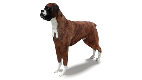 Boxer Dog 4K