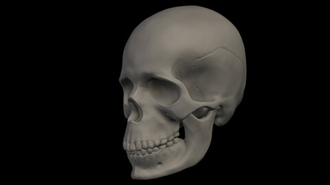 Female Skull (Free Download)