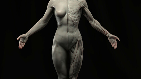 Female Anatomy Ecorche