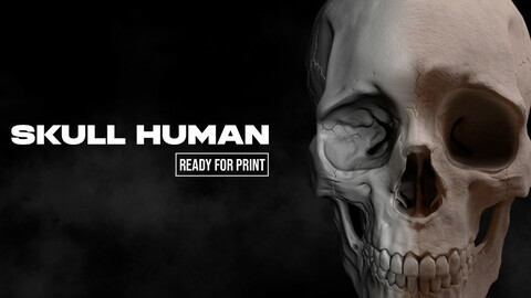 Human Skull - Ready for Print