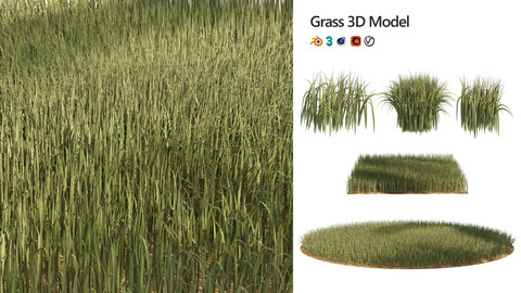 High Rye grass 3D Model