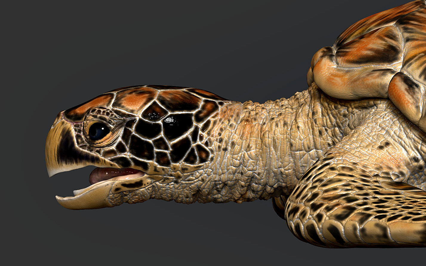 ArtStation - Hawksbill Sea Turtle | Resources