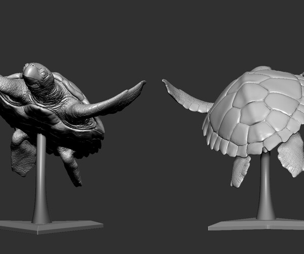 ArtStation - Turtle | Resources