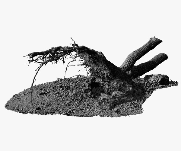 ArtStation - Fallen Pine Tree Bare Roots 16k Textures RAW 3D Scan ...