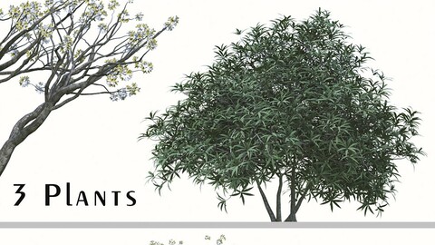 Set of Edgeworthia chrysantha Plant ( Paperbush ) (3 Plants) ( 3Ds MAX - Blender - Cinema4D - FBX - OBJ )