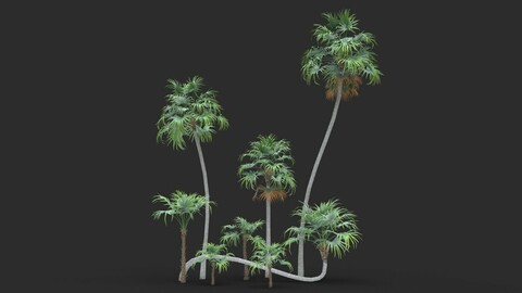 Green Thatch Palm Tree - Thrinax Radiata