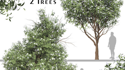Set of Michelia Maudiae Tree ( Magnolia maudiae ) (2 Trees) ( 3Ds MAX - Blender - Cinema4D - FBX - OBJ )